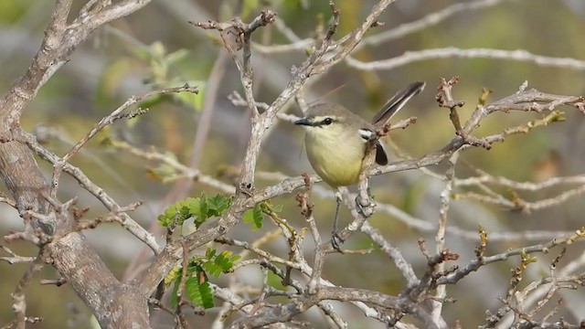 Bahia Wagtail-Tyrant - ML287104321