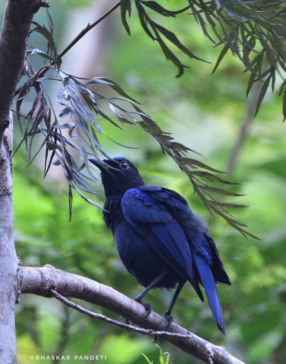 Малабарская синяя птица - ML287104481