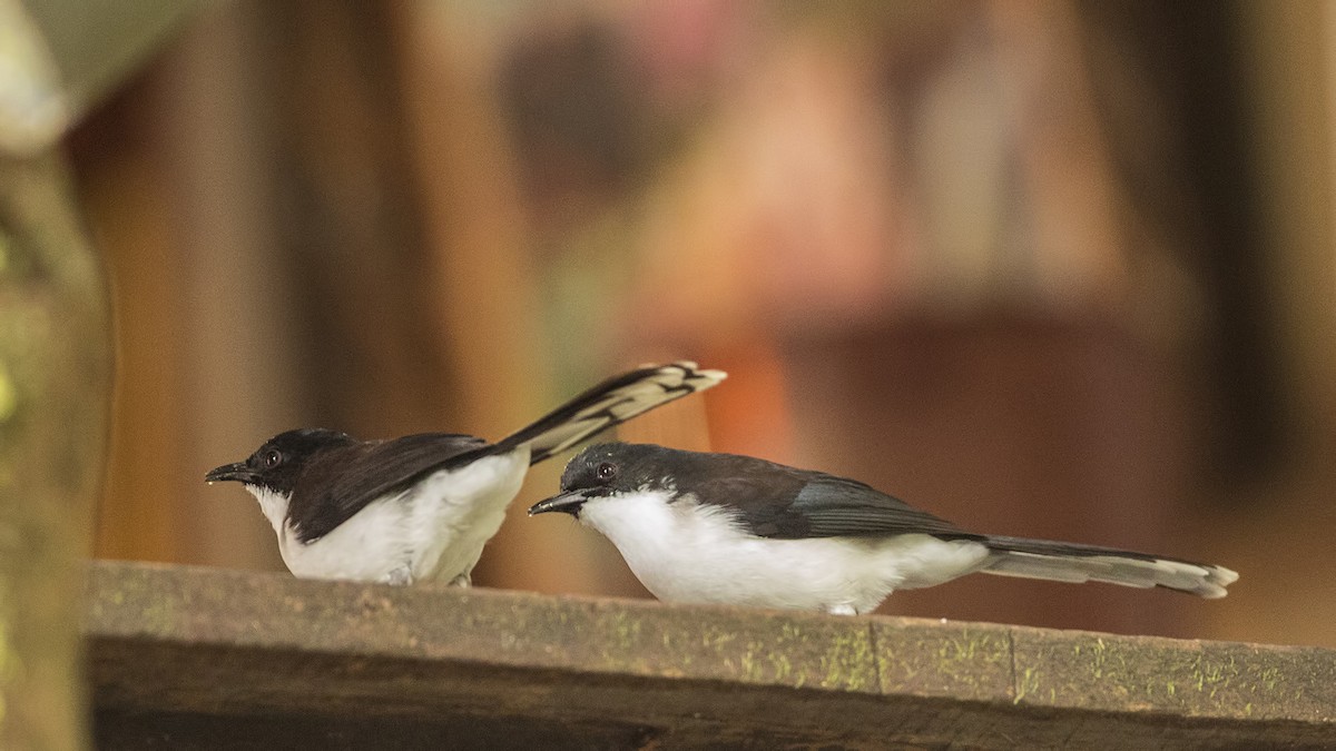 Black-backed Sibia - ML287105831