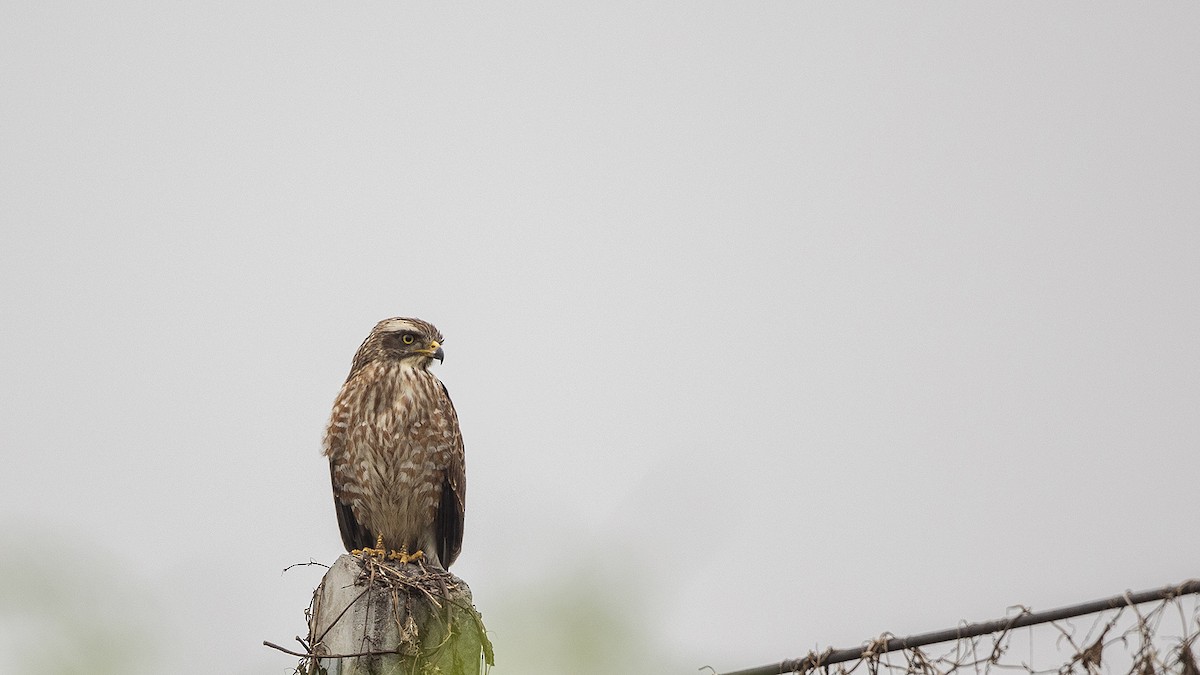 Gray-faced Buzzard - ML287106311