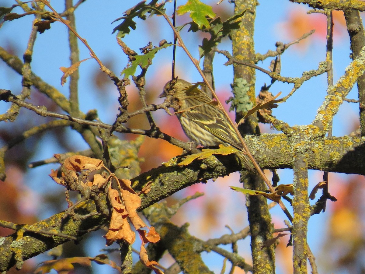 Pine Siskin - Sergey Pavlov