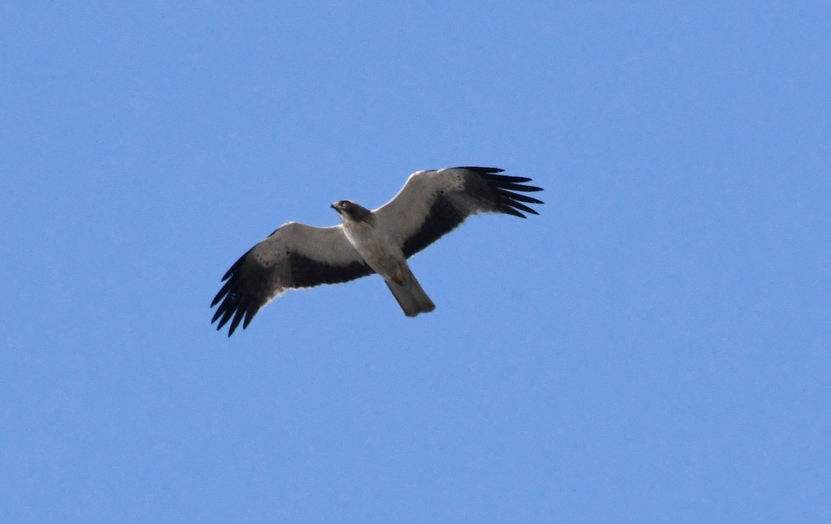 Águila Calzada - ML287106861