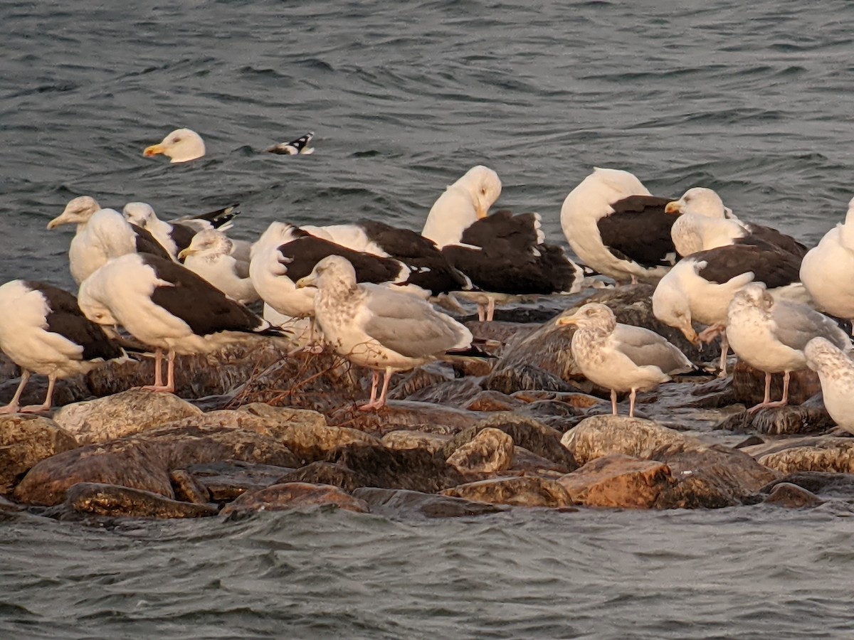 Great Black-backed Gull - ML287107511