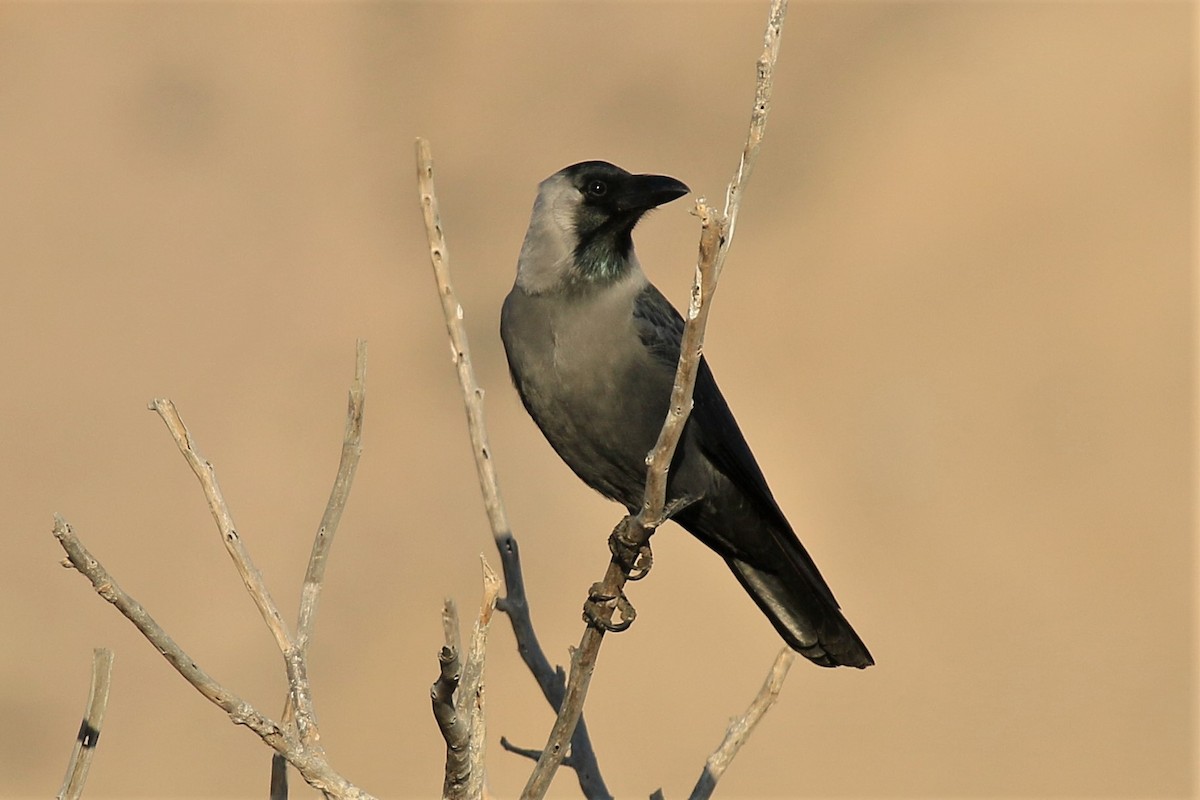 House Crow - ML287108231