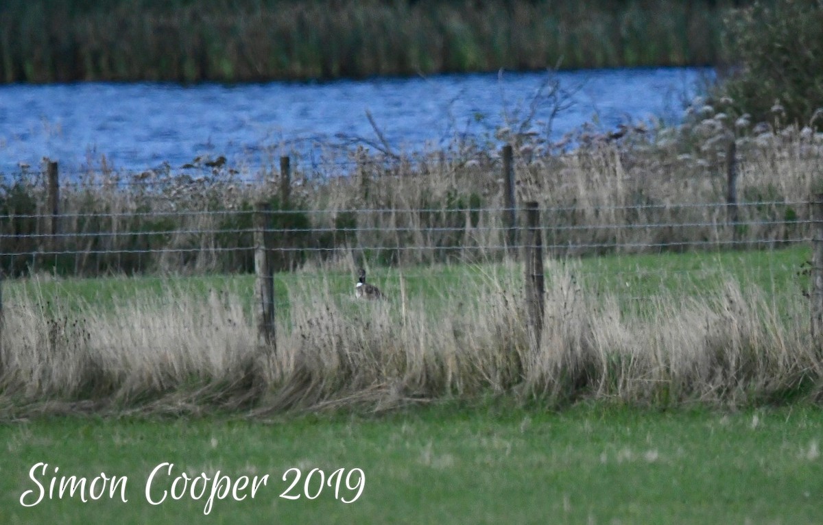 Little Bustard - ML287108581