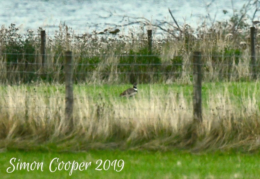 Little Bustard - ML287108591