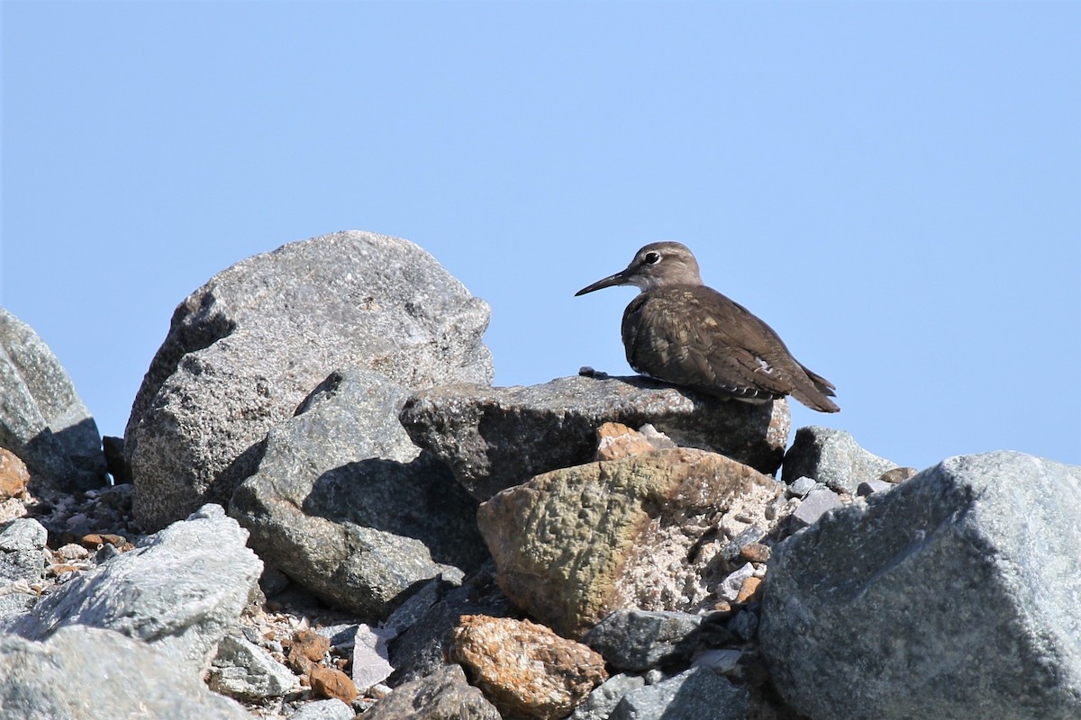 Перевозчик - ML287108731