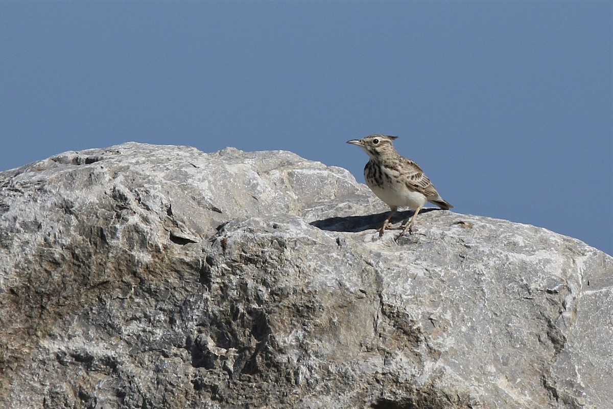 Хохлатый жаворонок - ML287108741