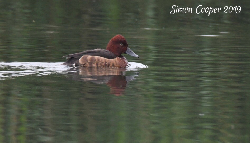 Ferruginous Duck - ML287109451