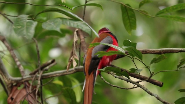 Diard's Trogon - ML287110231