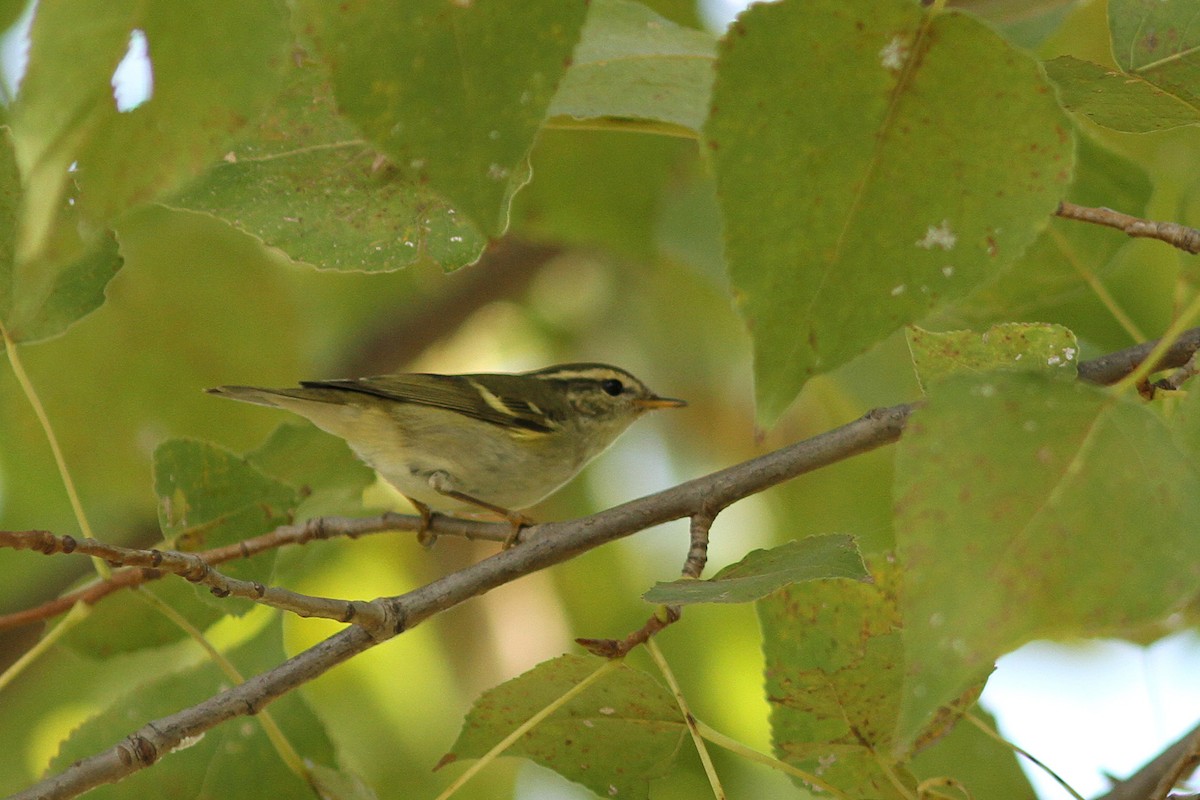 Yellow-browed Warbler - ML287110461
