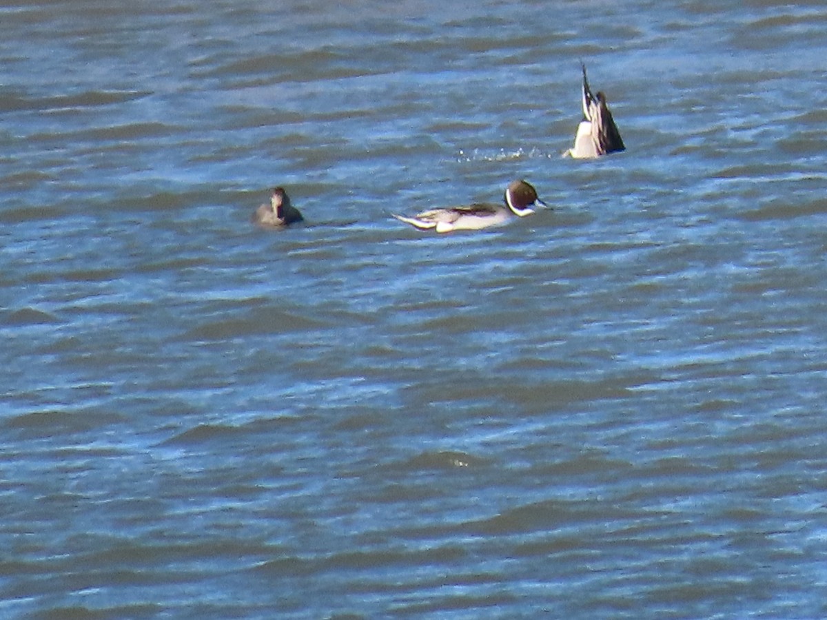 Northern Pintail - Nan Perkins