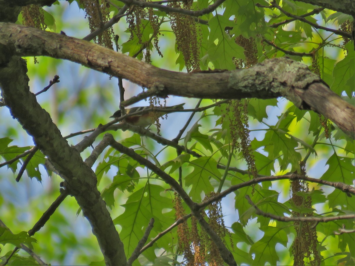 Bay-breasted Warbler - ML28711161