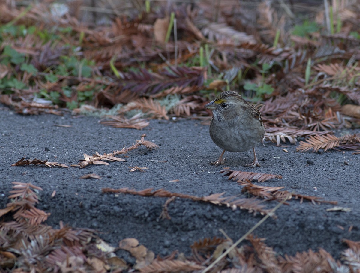 Golden-crowned Sparrow - ML287112011