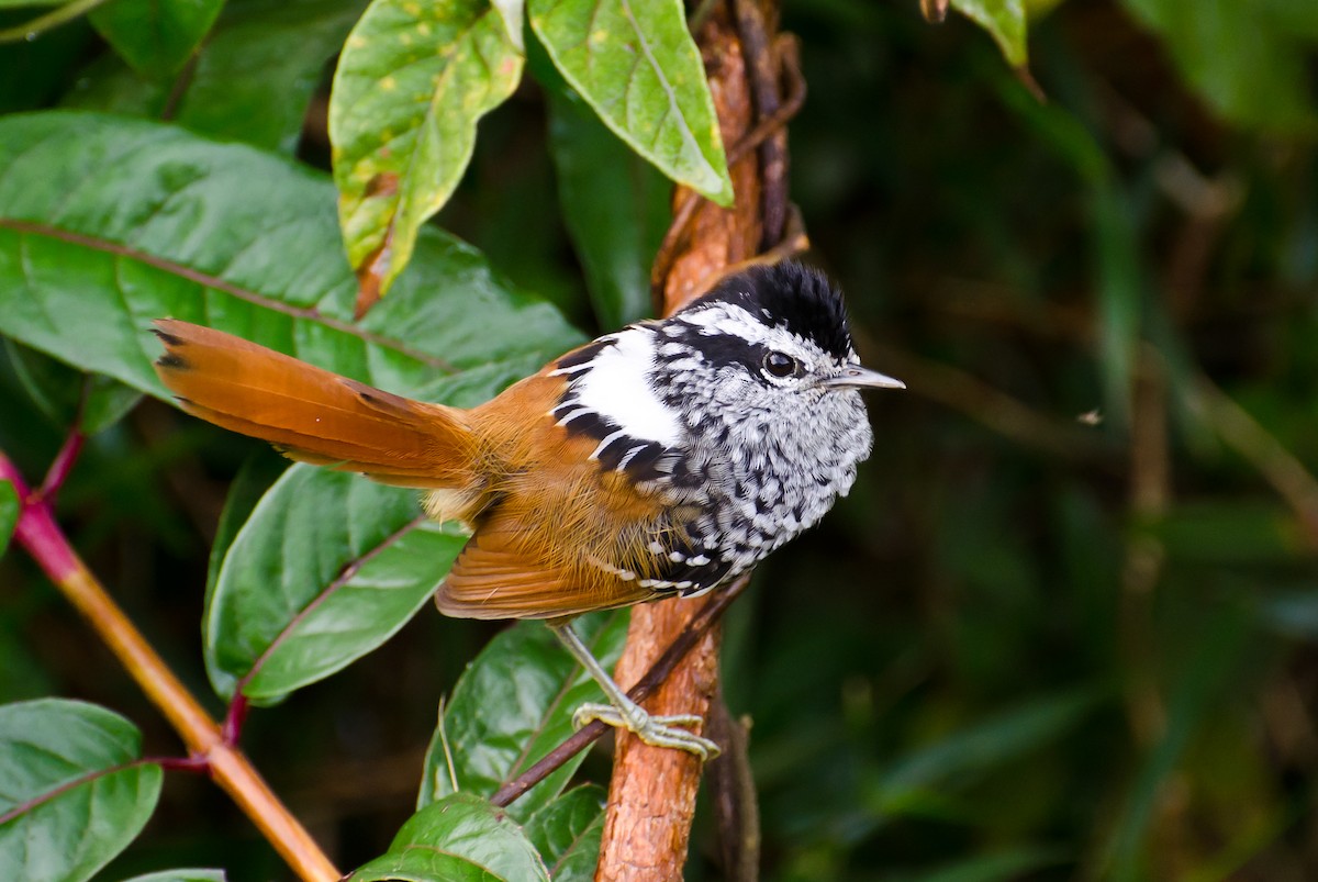 Rufous-tailed Antbird - ML287112301