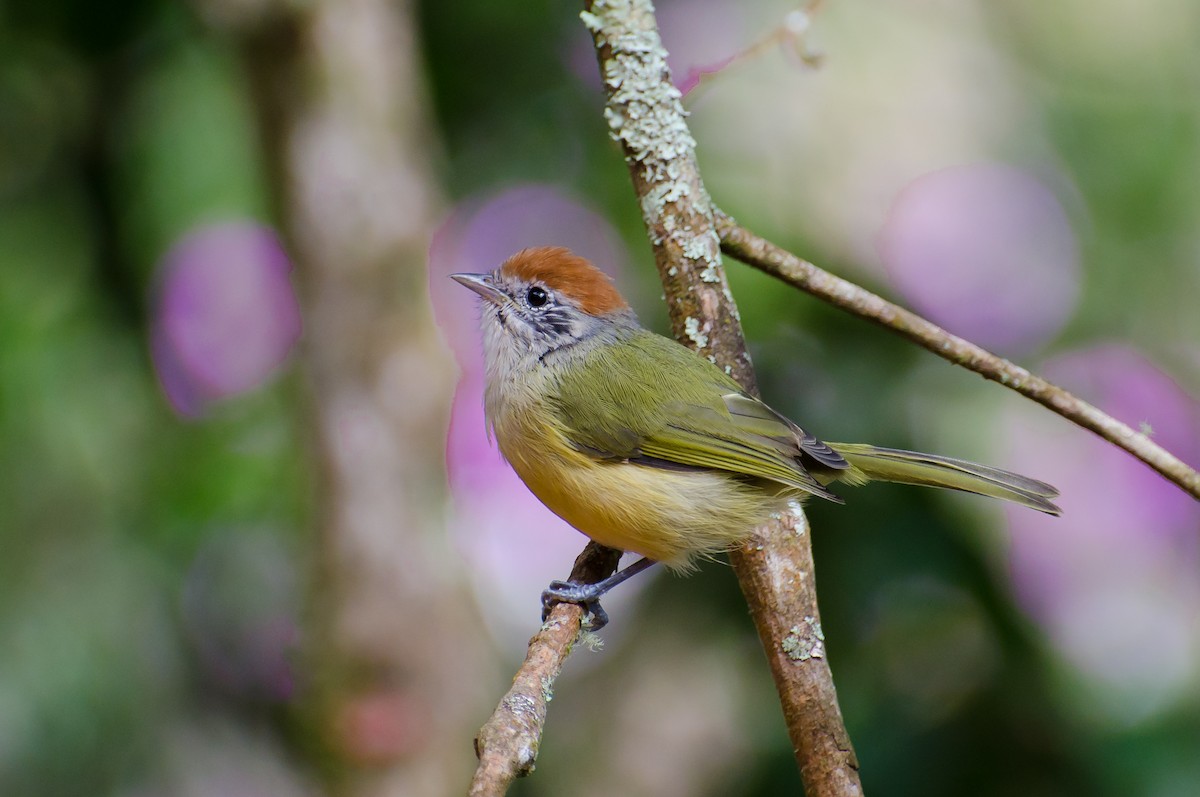 Rufous-crowned Greenlet - Marcos Eugênio Birding Guide