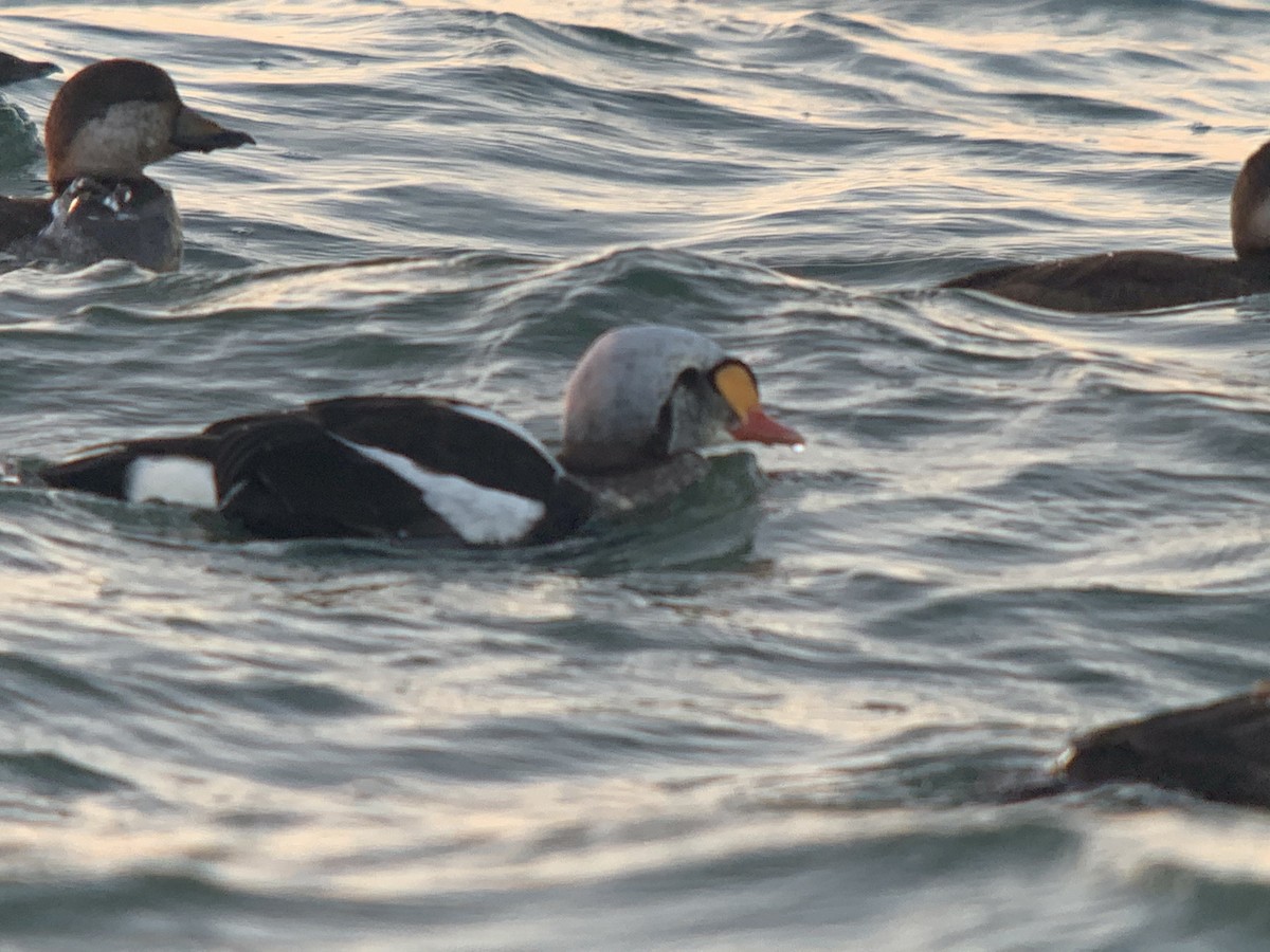 King Eider - ML287113121