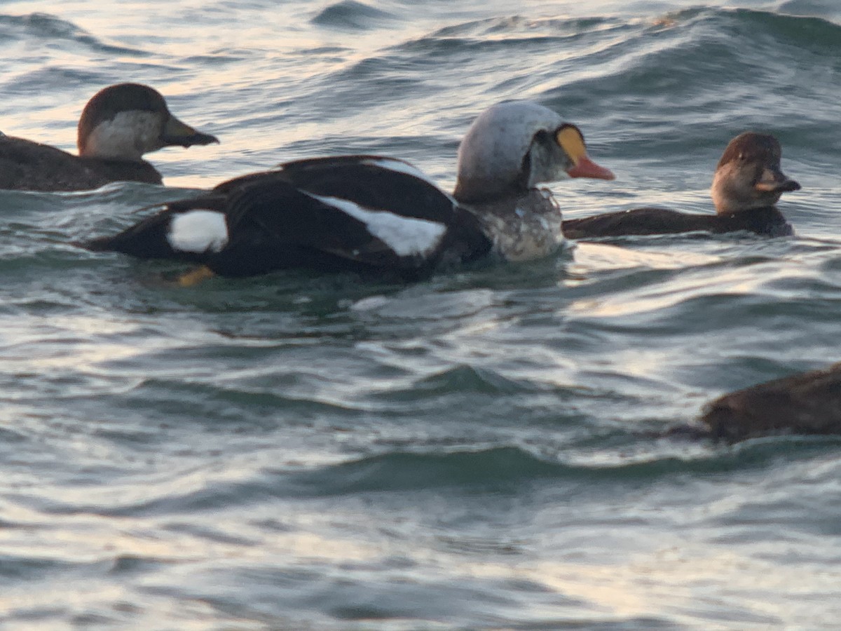 King Eider - ML287113141