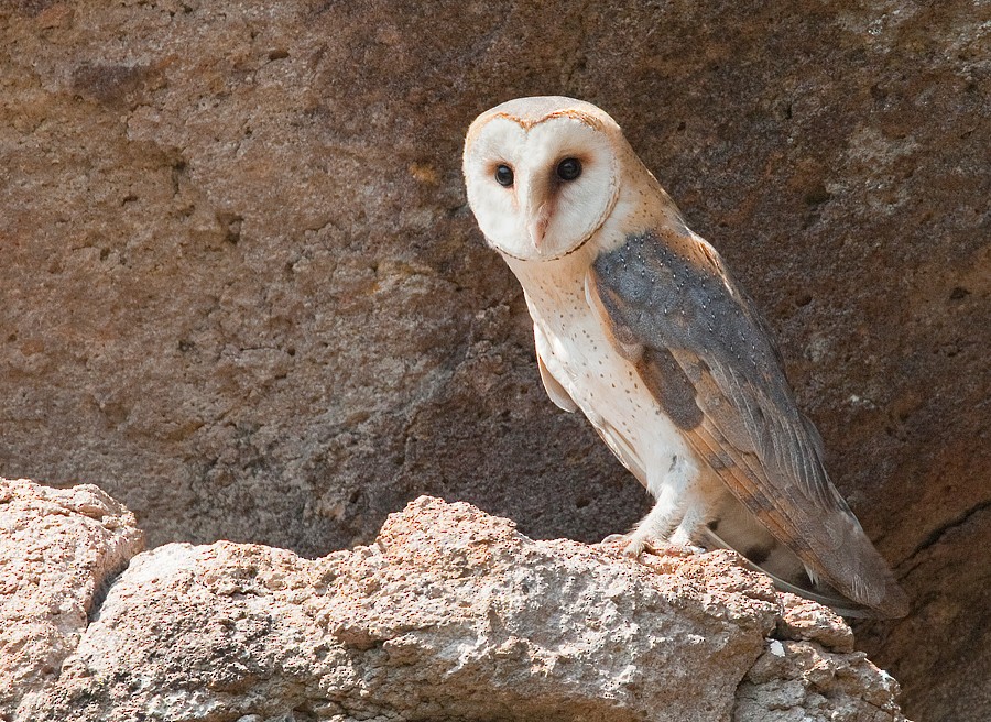 Western Barn Owl - ML287113171