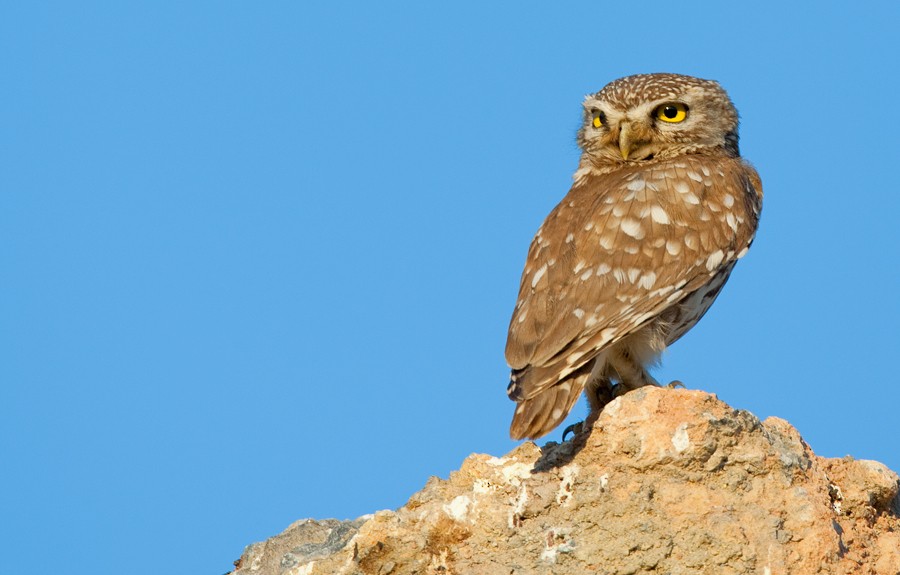Little Owl (Little) - ML287113191