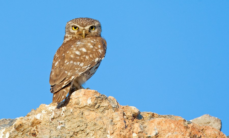 Little Owl (Little) - ML287113201