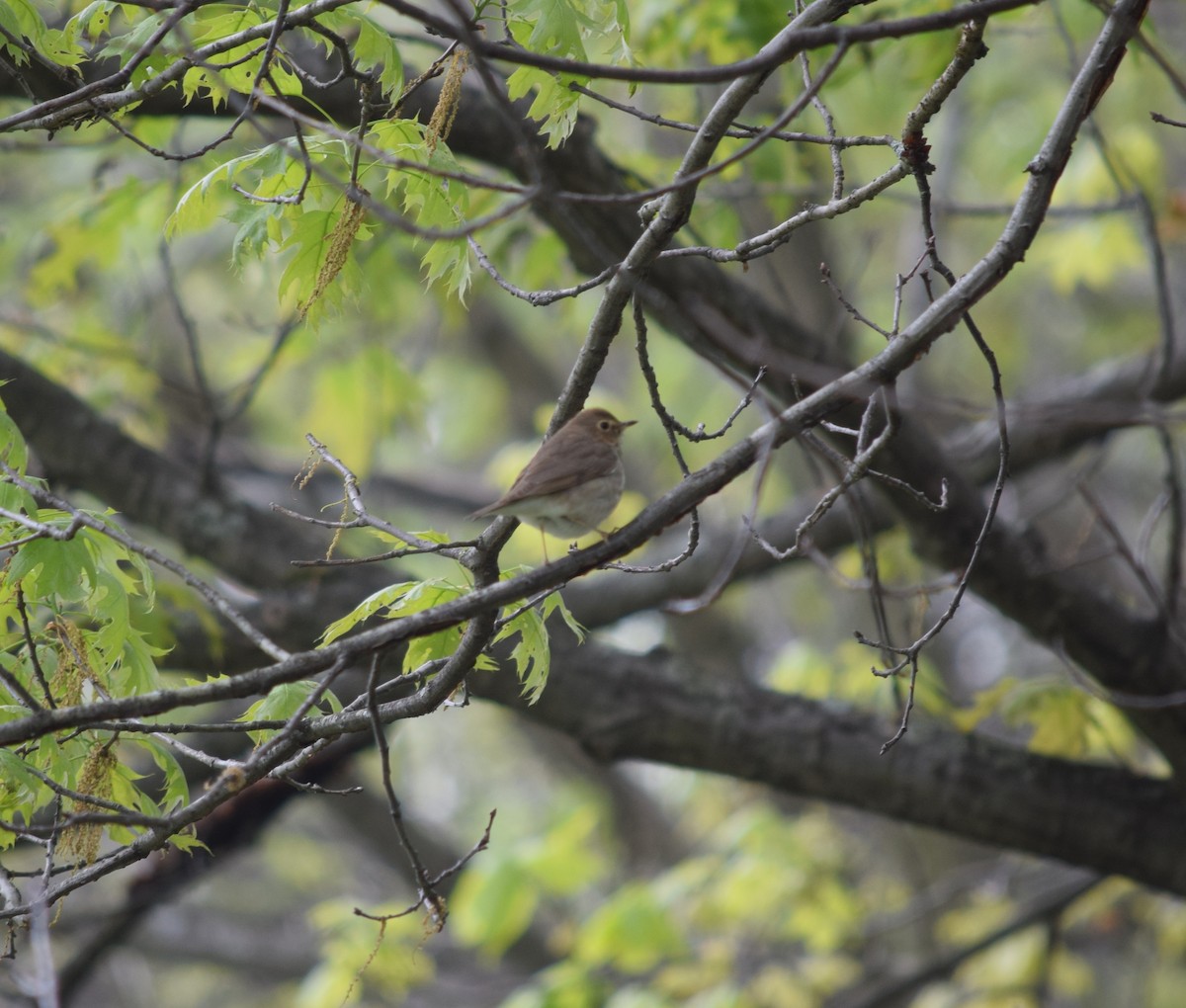 Swainson's Thrush - Zach Skubiszewski