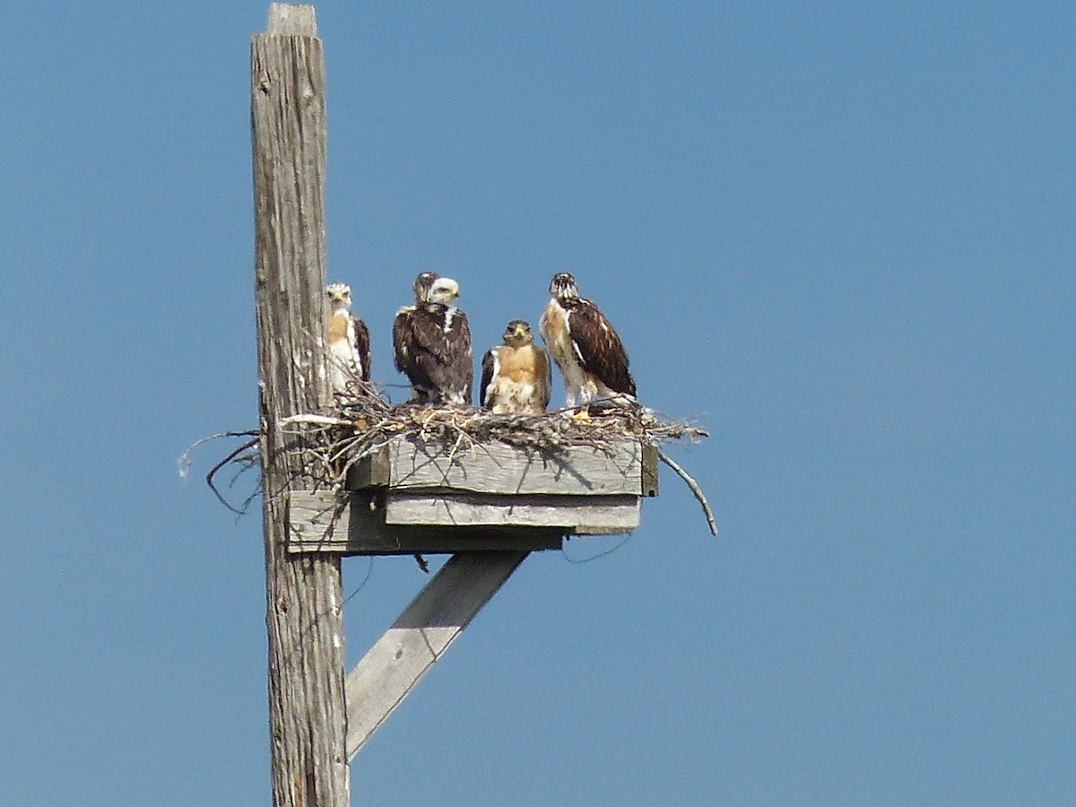 Ferruginous Hawk - ML287117111