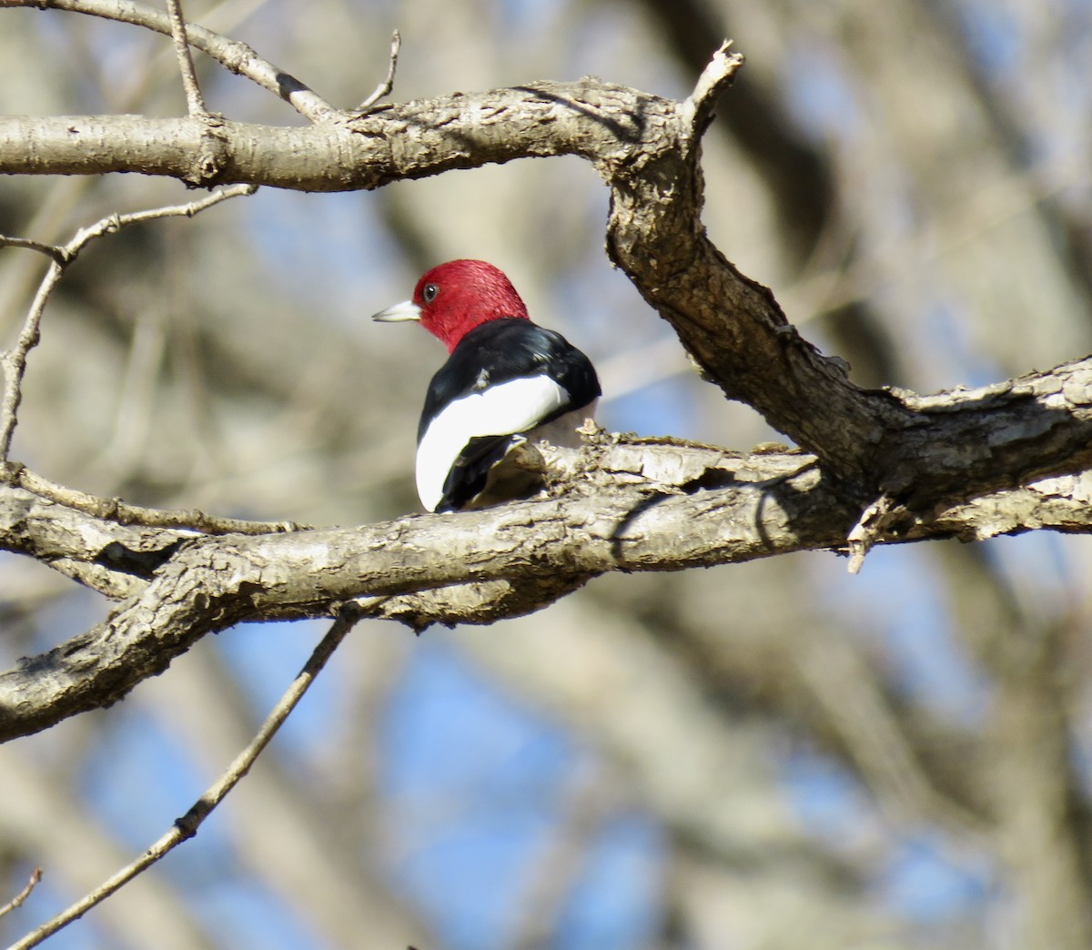 Red-headed Woodpecker - ML287117441