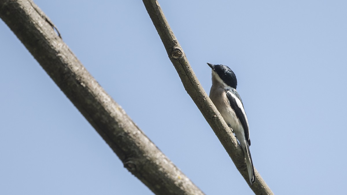 Bar-winged Flycatcher-shrike - ML287117521