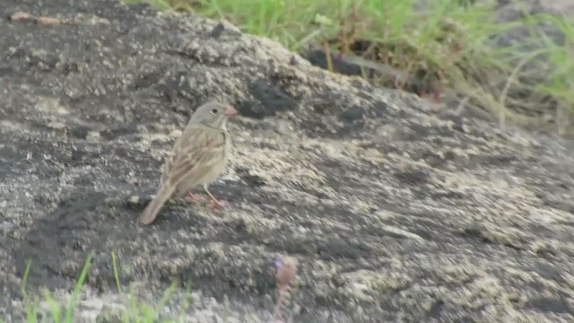 Gray-necked Bunting - ML287118231