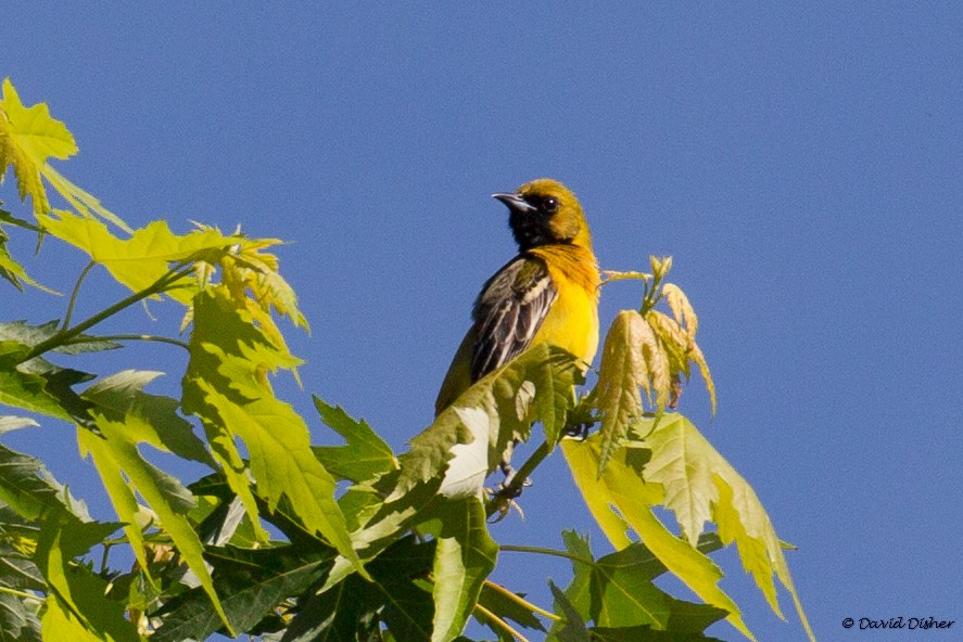 Orchard Oriole - ML28711921