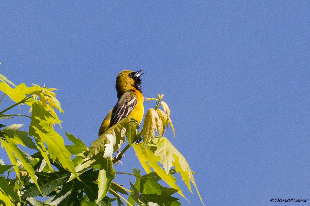 Orchard Oriole - ML28711931