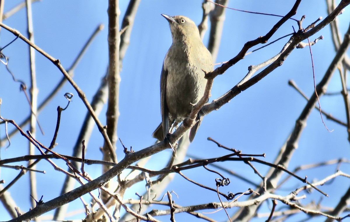 Rusty Blackbird - Ann Tanner