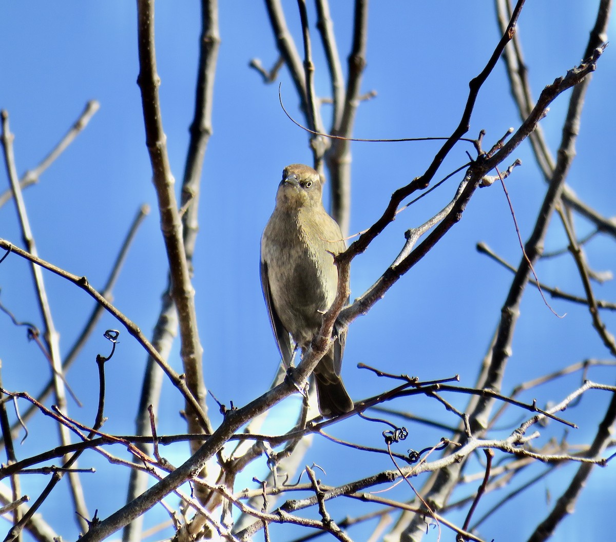 Rusty Blackbird - ML287120091