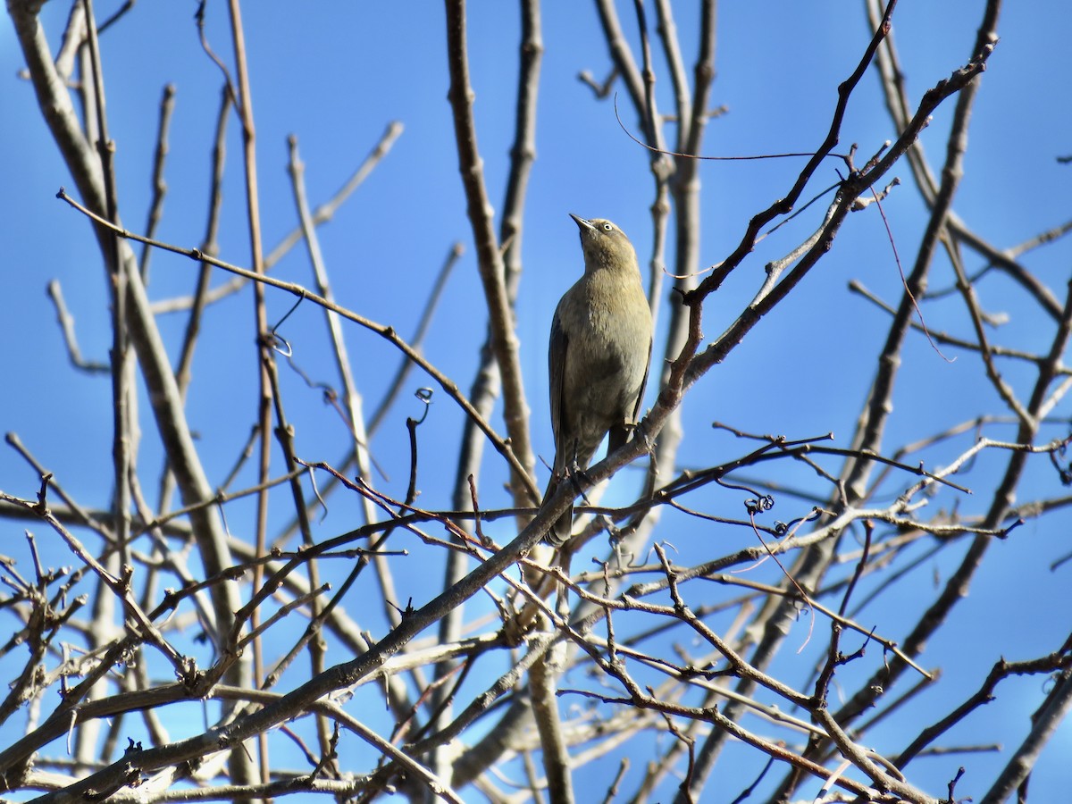 Rusty Blackbird - Ann Tanner