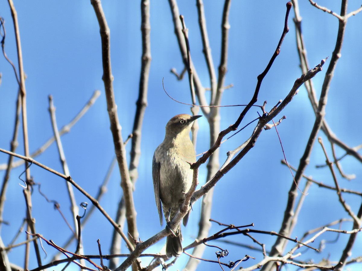 Rusty Blackbird - ML287120131