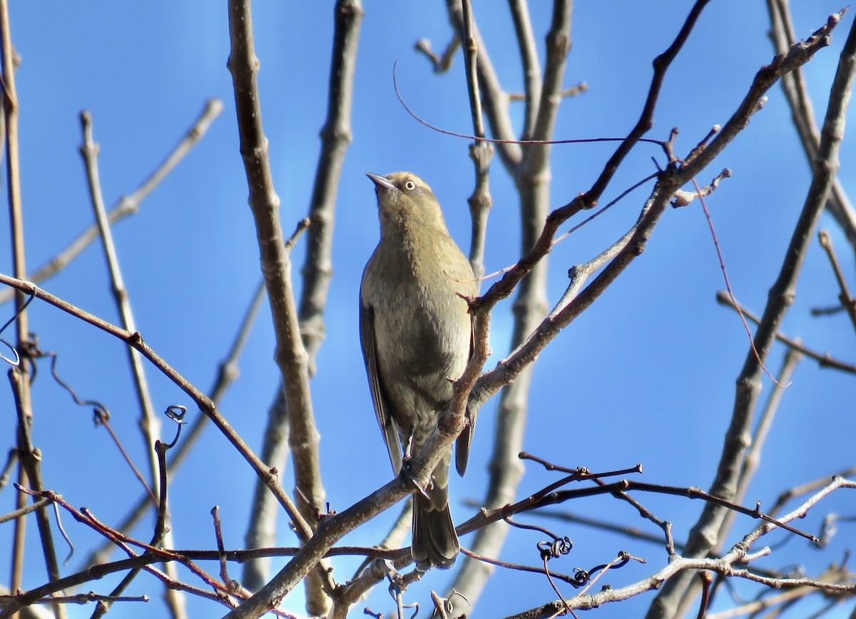 Rusty Blackbird - ML287120141