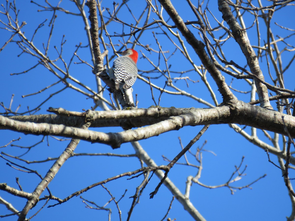 Red-bellied Woodpecker - ML287120311
