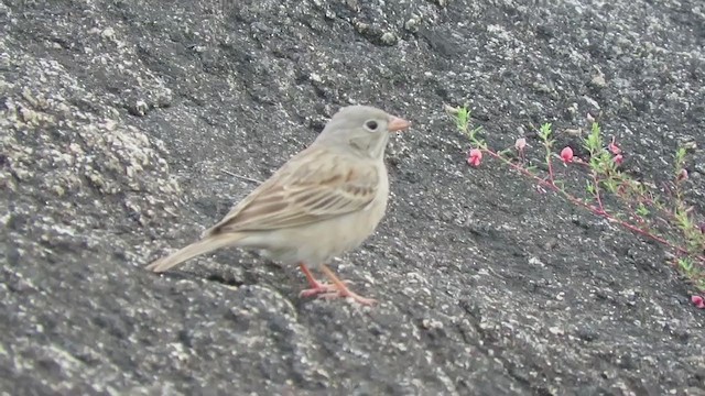 Gray-necked Bunting - ML287122421