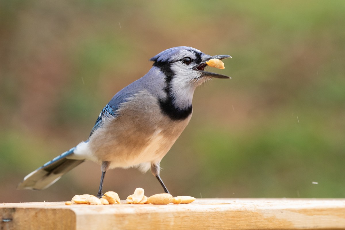 Blue Jay - Ronan Nicholson