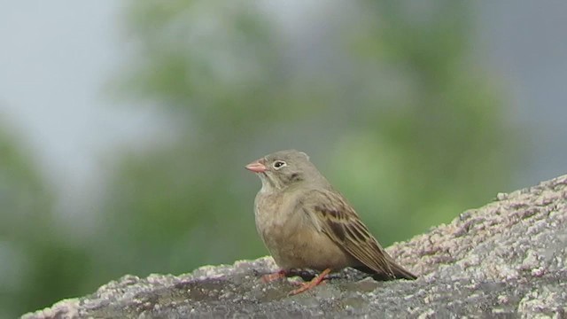 Gray-necked Bunting - ML287125321