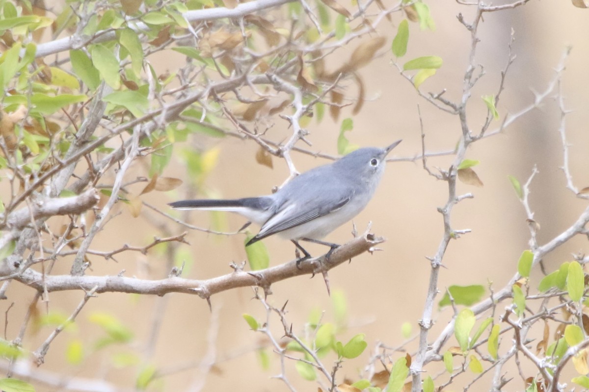 Gobemoucheron gris-bleu - ML287125571