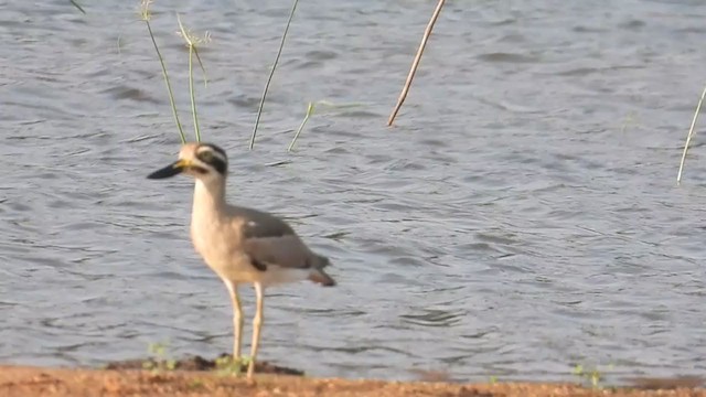 Great Thick-knee - ML287127291
