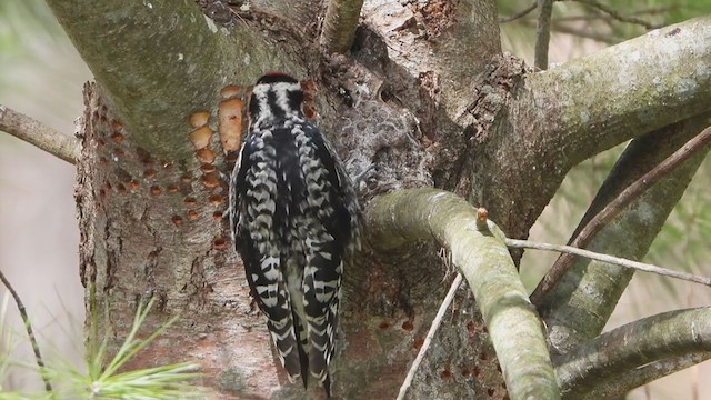 Yellow-bellied Sapsucker - ML287128441