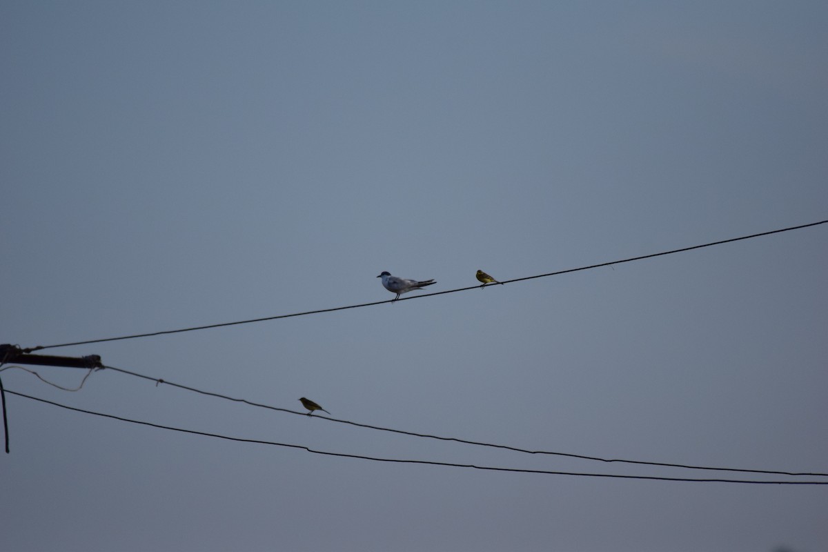 Whiskered Tern - ML287128771