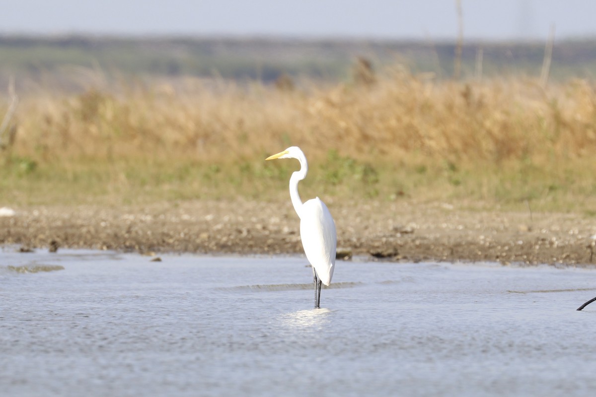 Great Egret - Jennifer Hoffman