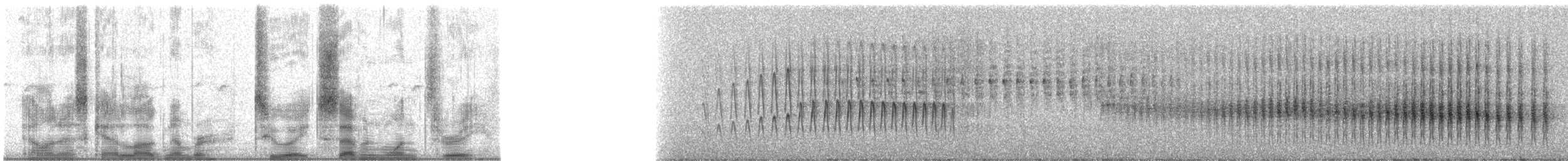 Bandurrita Estriada - ML28713