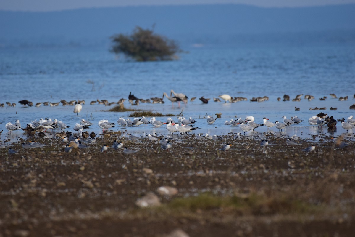 Whiskered Tern - ML287132451