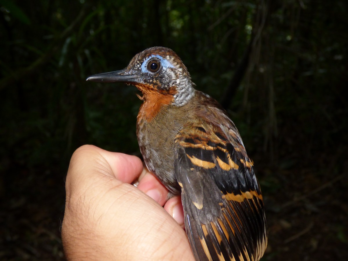Wing-banded Antbird - ML28713321