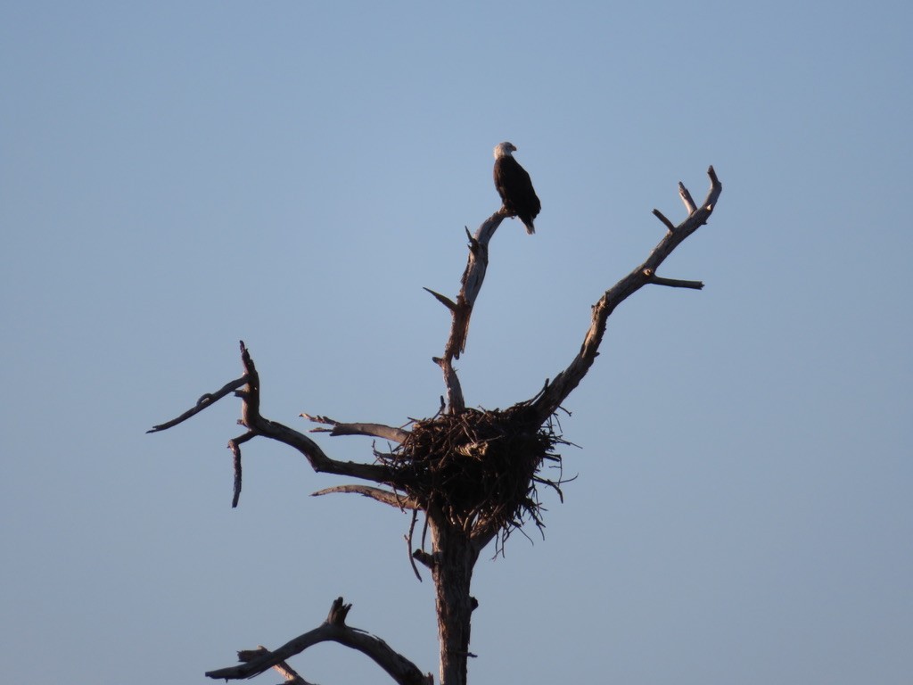 Weißkopf-Seeadler - ML287134361